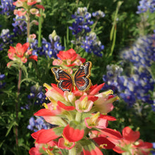 Amber Monarch Butterfly Gold Ring Display View